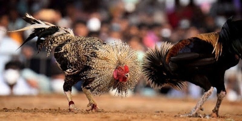 Đá Gà Thomo KG88 - Chia Sẻ Về Độ Kịch Tính Và Hấp Dẫn 3 Luật chơi đơn giản và những quy tắc bạn cần nắm